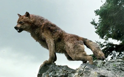 Werewolf-jacob-black-9197526-600-400