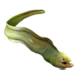 Item moreyeel 01.png