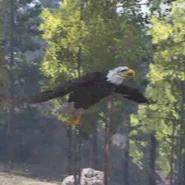 Eagle-04