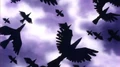 Crows