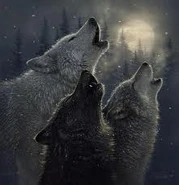 Wolves 