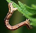 Inchworm-animal