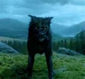 Animagus.jpg