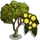 Acacia Tree-icon