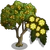 Acacia Tree-icon