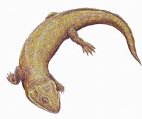 Nycteroleter sp