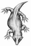 Procolophon trigoniceps