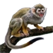 Item squirrelmonkey 01
