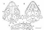 Sauropareion skull