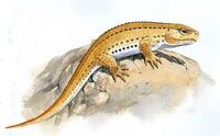 Tichvinskia vjatkensis