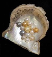 Pearl-variety