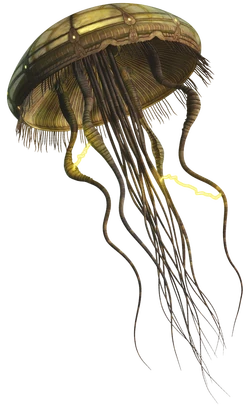 HydroidMedusa-SWE