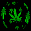 Whirling cannabis leaves