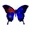 AussieButterfly