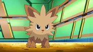 Lenora Lillipup