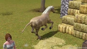Horsepic