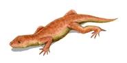 Nyctiphruretus acudens