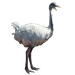 Item albino ostrich 01.png