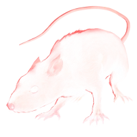Huge item black rat 01