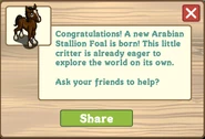Arabian Stallion Foal Message