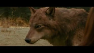 Jacob-wolf-first-time-new-moon