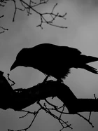 Black Bird.jpg