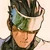 MVC2 Hayato