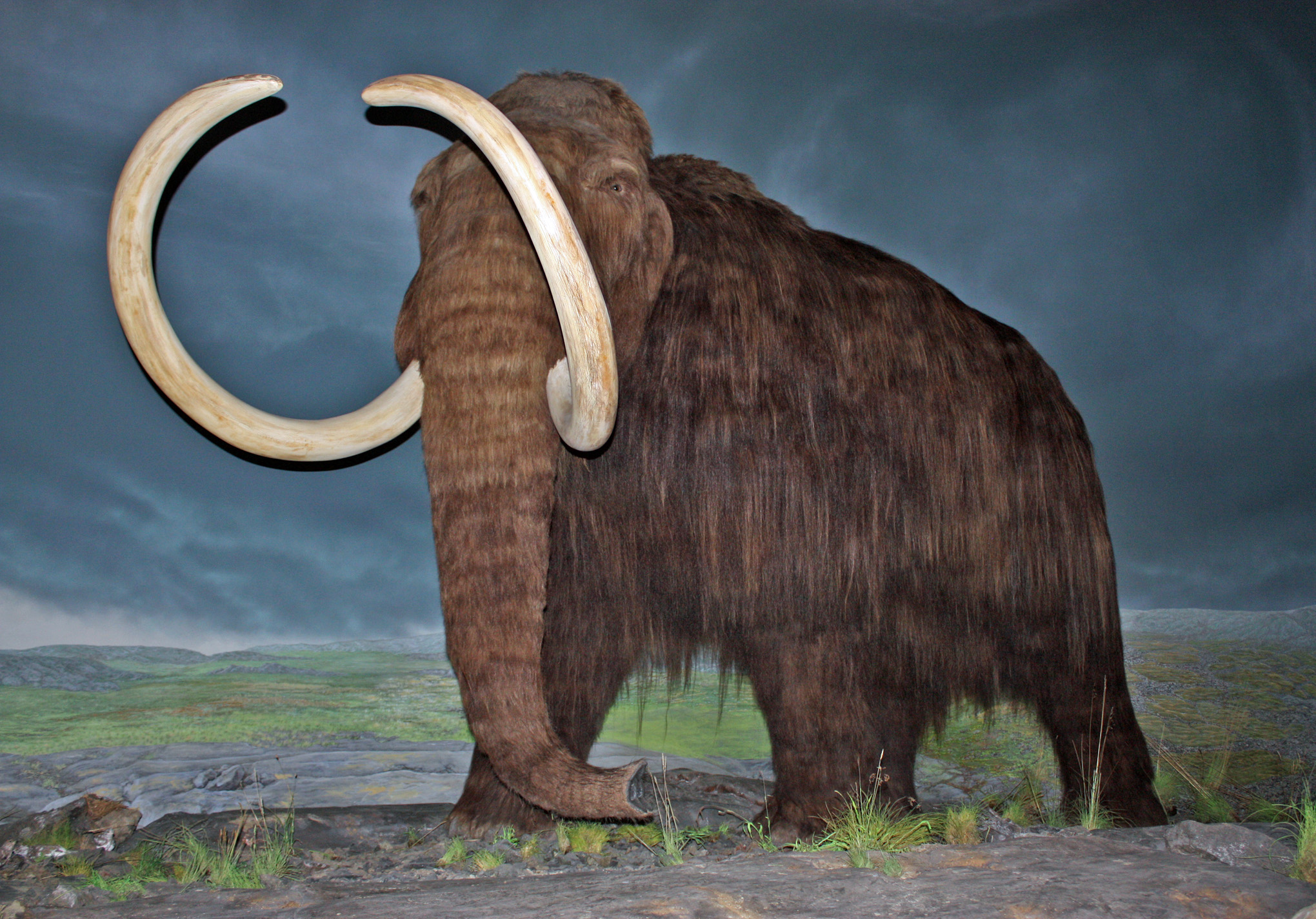 Mammoths