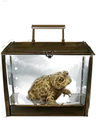Natterjack Toad.png