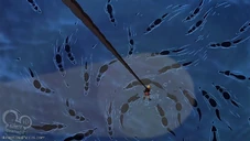 Rescuersdownunder-disneyscreencaps com-7251