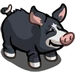 Berkshire Pig-icon