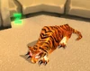 TigerNC