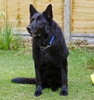 Padfoot-berry