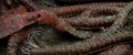 Genesis worm.jpg