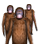 Orangutan