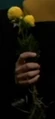 Chrysanthemum.jpg
