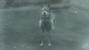 A wolf in the snowfield (Metal Gear Solid 4)