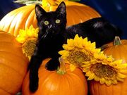 Black kitty with pumpkins