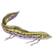 Item lungfish 01.png