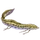 Item lungfish 01