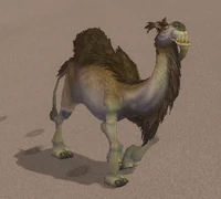 WildCamel