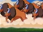 EP117 Tauros en manada