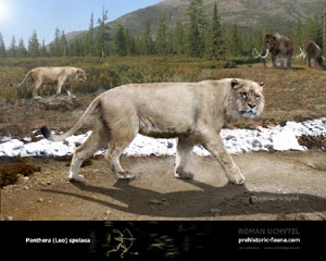 Panthera spelaea.jpg