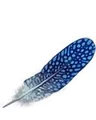 Jobberknoll feather.png