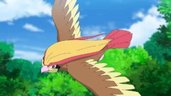 Ash Pidgeot