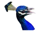 Link=Birds