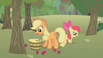 Applejack picking up apples S1E12