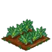 Green Cauliflower 66