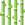 Sugar Cane