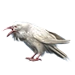 Item albinocrow 01.png